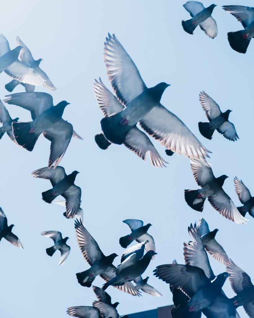 Merpati abu-abu terbang di langit biru